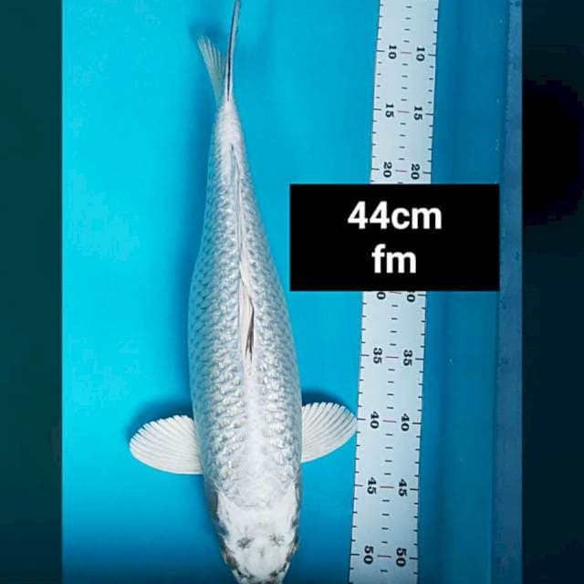 Mukashi ginrin bulky 44cm