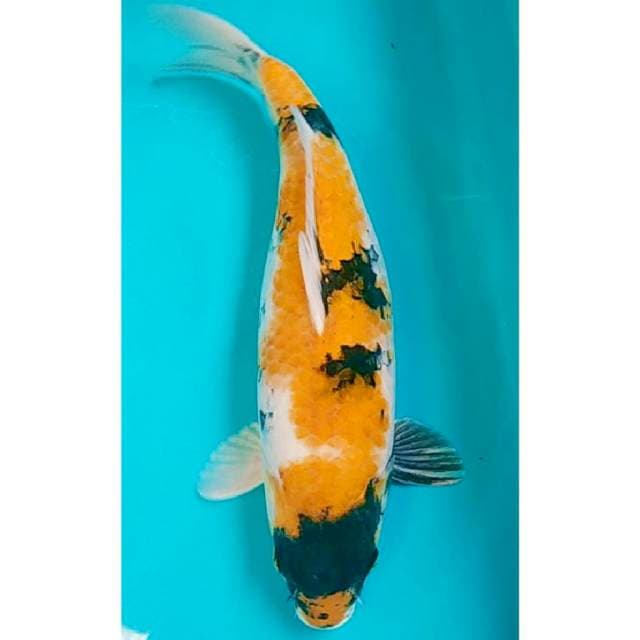 Ki Showa 40cm