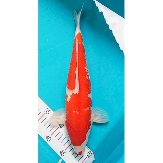 Kohaku Bulky 38cm