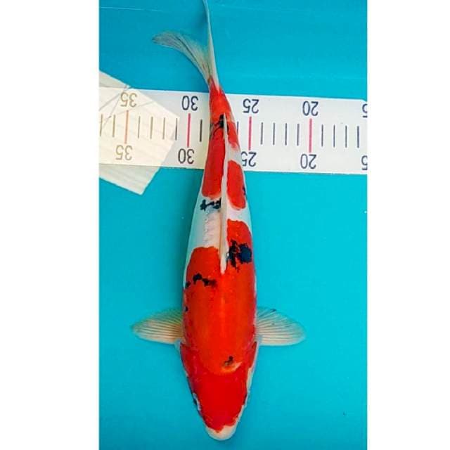 Sanke Doit Strong 32cm