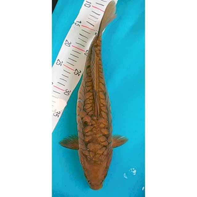 Chagoi Aragoke 41cm