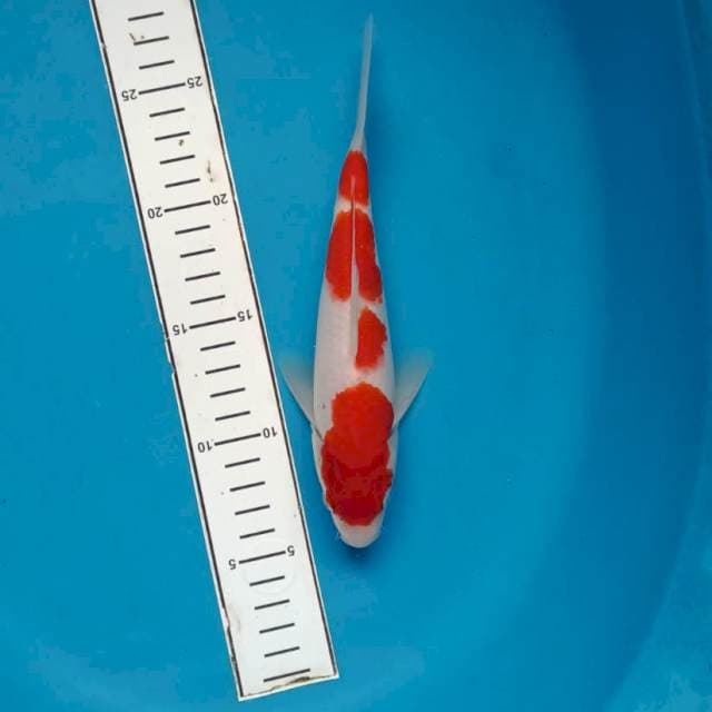 Kohaku red strong