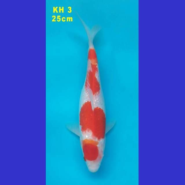 KOHAKU GINRIN