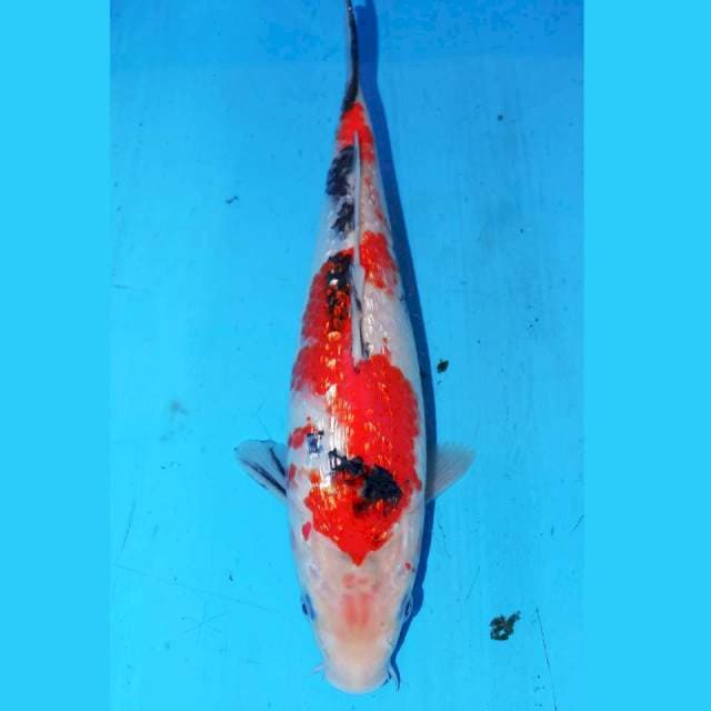 26CM KINGINRIN SANKE