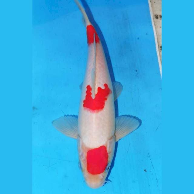 25CM KOHAKU POLKADOT