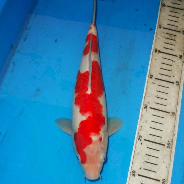 29CM KOHKU INAZUM