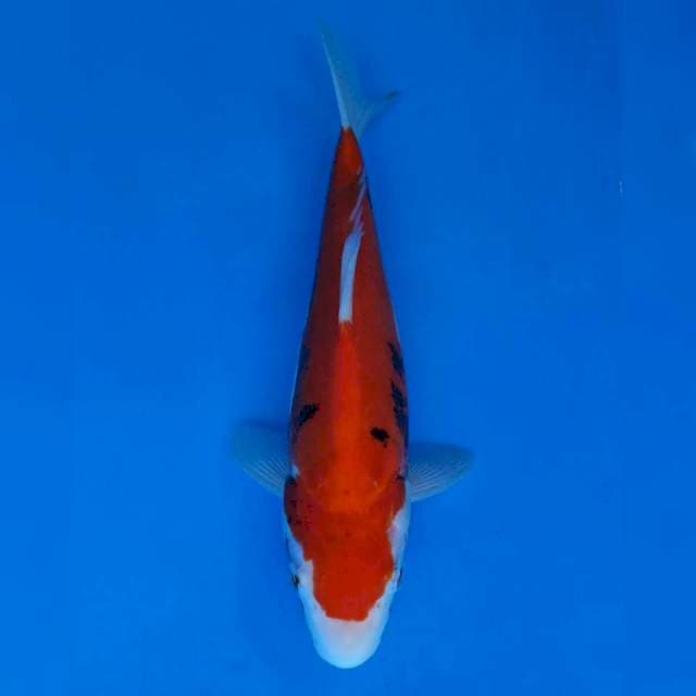 Maruhiro Beni Kumon