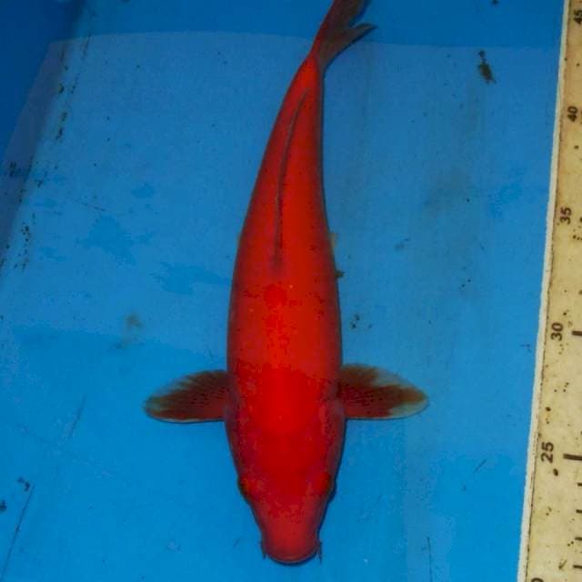25cm BENIGOI MERAH