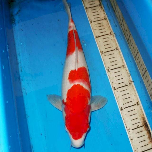 38cm KOHAKU BADAK