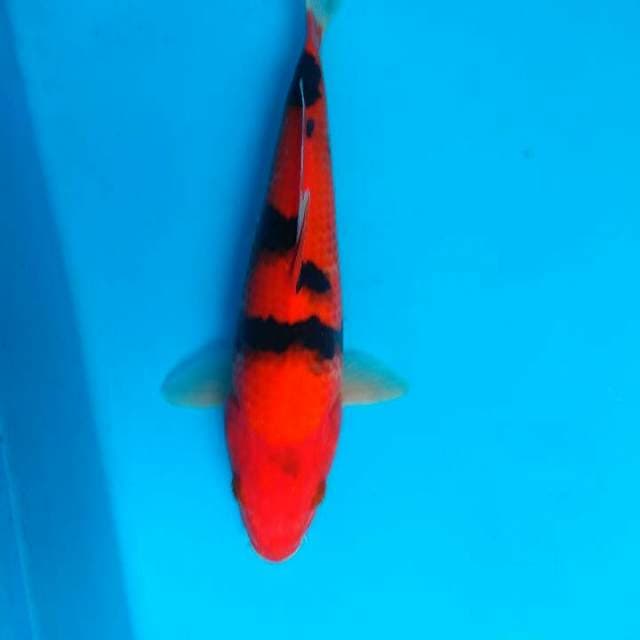Hishowa 31cm