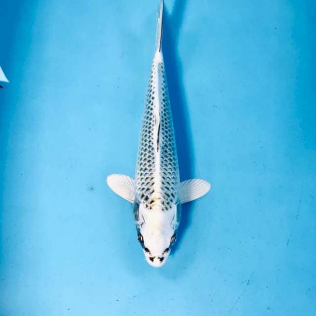 Gin Matsuba, 25 cm
