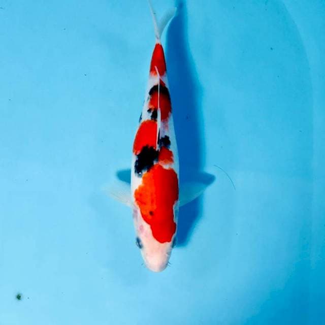 Sanke, 25 cm