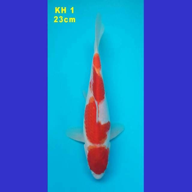 KOHAKU MARUTEN