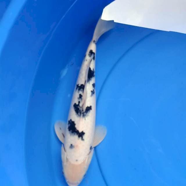 Bekko