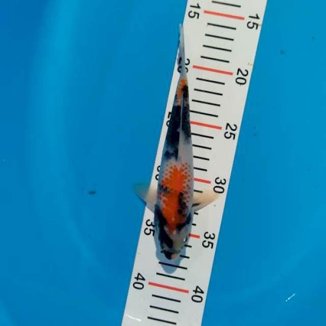 showa kanoko 20 cm
