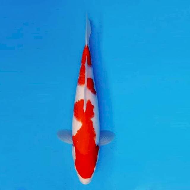 FURY 10 - KOHAKU ®