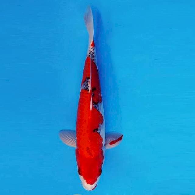 FURY 12 - GOSHIKI ®