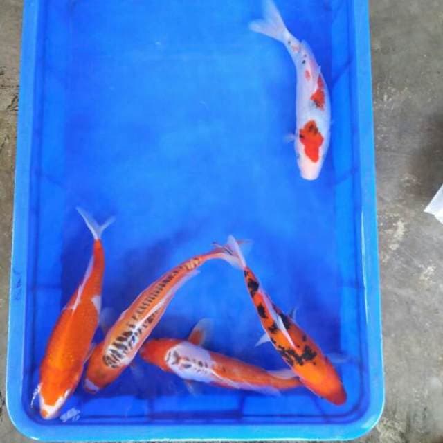Mix Koi