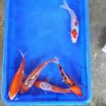 Mix Koi