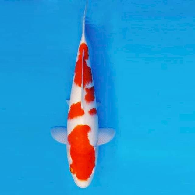 FURY 15 - KOHAKU ®