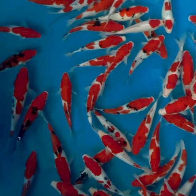 Kohaku sanke partai 60ekor