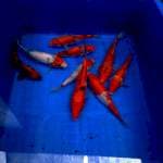 Paket mix 10ekor 15_20