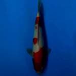 Kohaku F1 Sakai x Marujyu 35bu