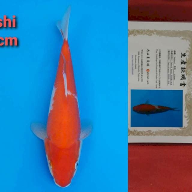 Oishi Kohaku 25cm Certi