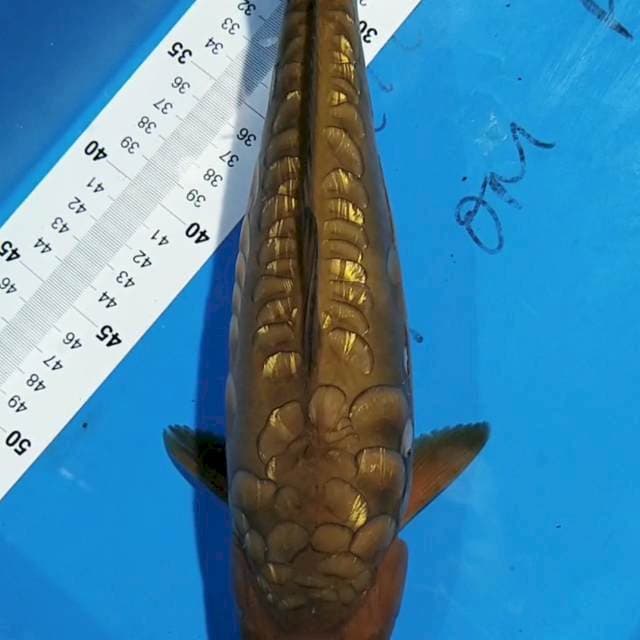 Chagoi 35cm