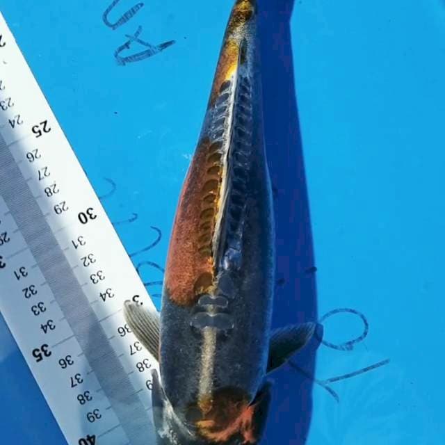 Kiko 30cm