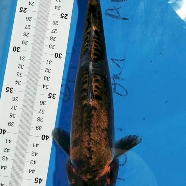 Kiko 31cm