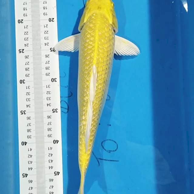 Ogon 36 cm