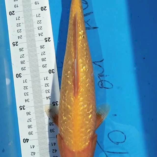 Benigoi 35 cm