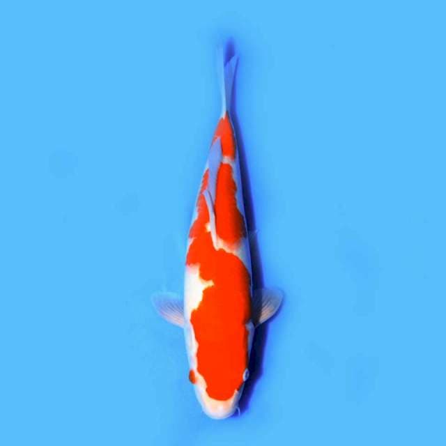 Kohaku, 32cm