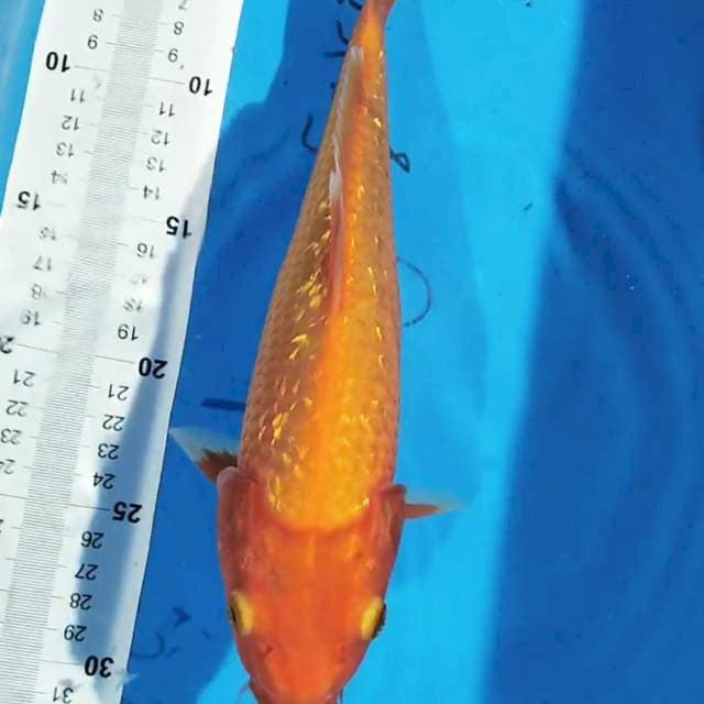 Benigoi 28 cm