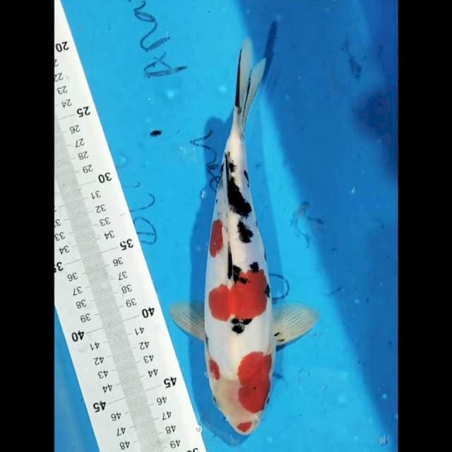 Shanke 25 cm