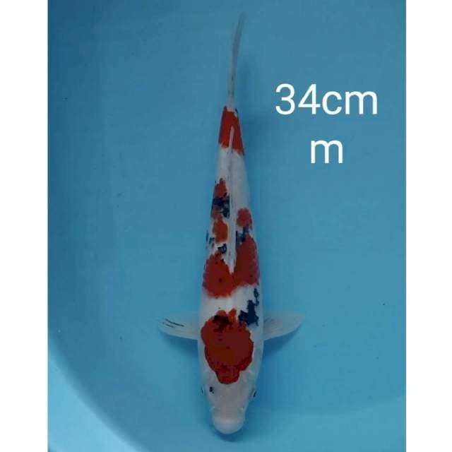 Sanke 34cm