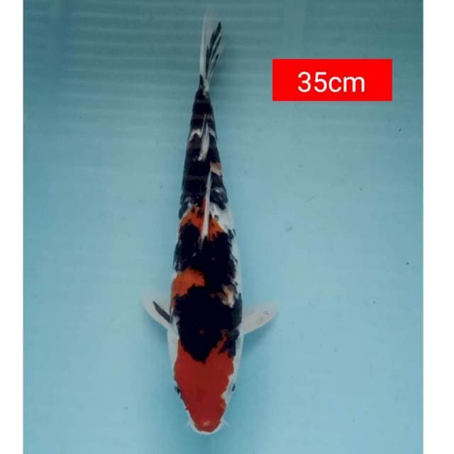 Sanke 35cm