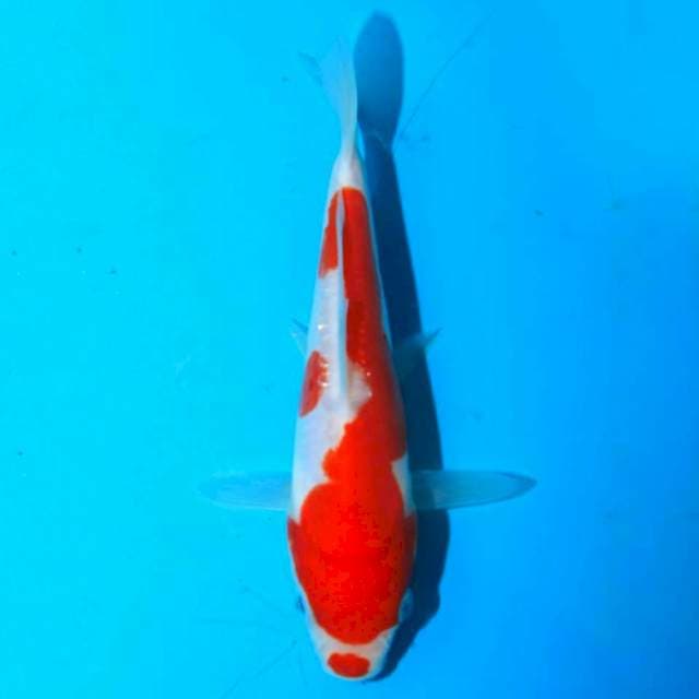 Kohaku Doitsu, 15BU