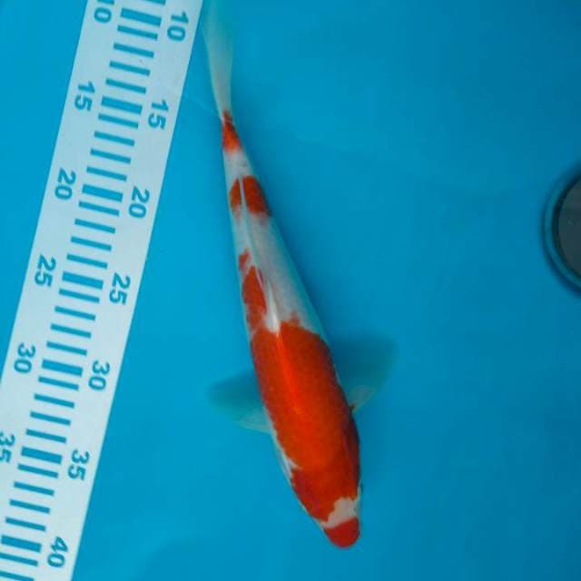 Kohaku Import +-30cm Farm Maruyama
