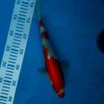 Kohaku Import +-30cm Farm Maruyama