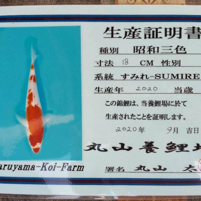 Kohaku Import +-30cm Farm Maruyama