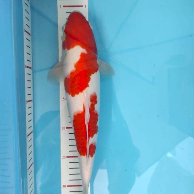 Kohaku