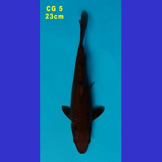 CHAGOI (CG 5)