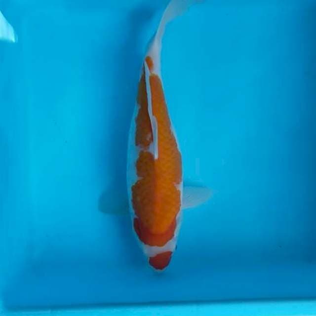 Kohaku 34 cm