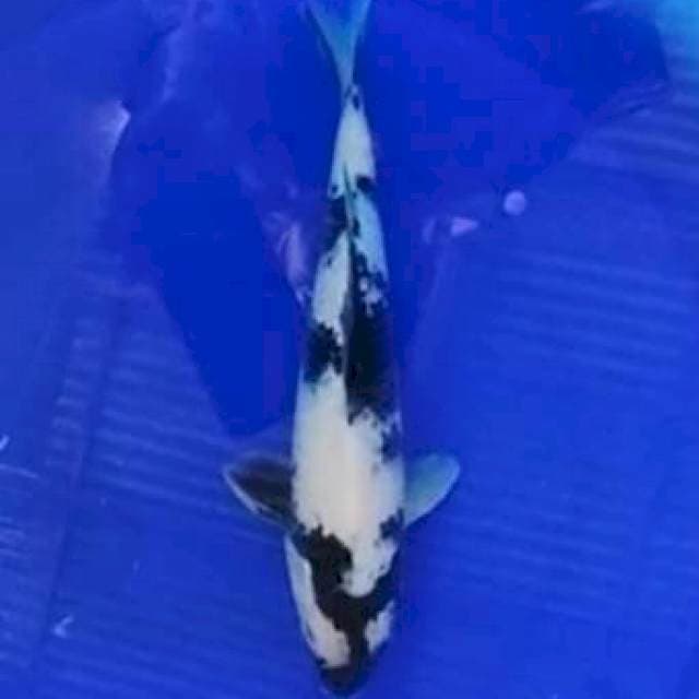 Shiro 29 cm