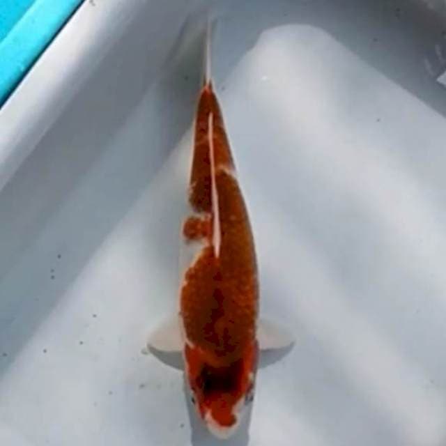 Goromo 28cm