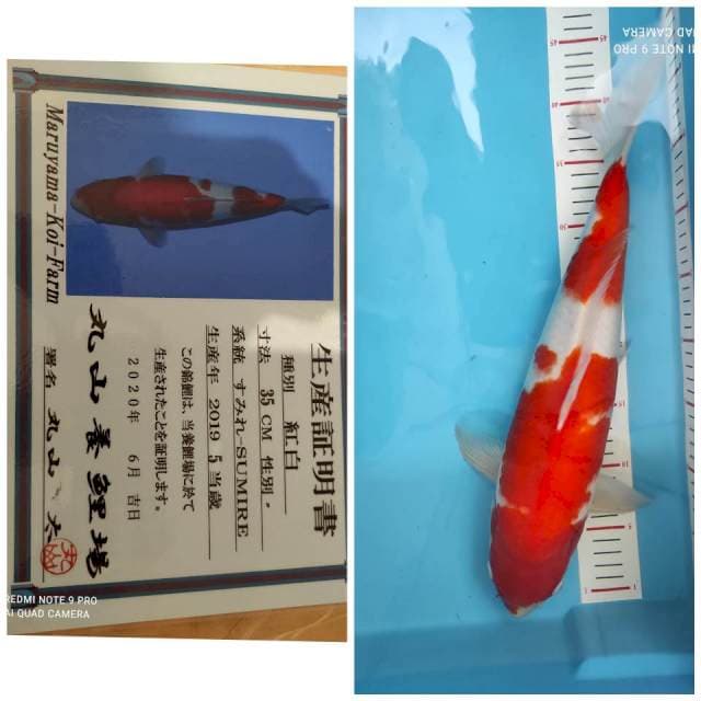 Maruyama Kohaku serti