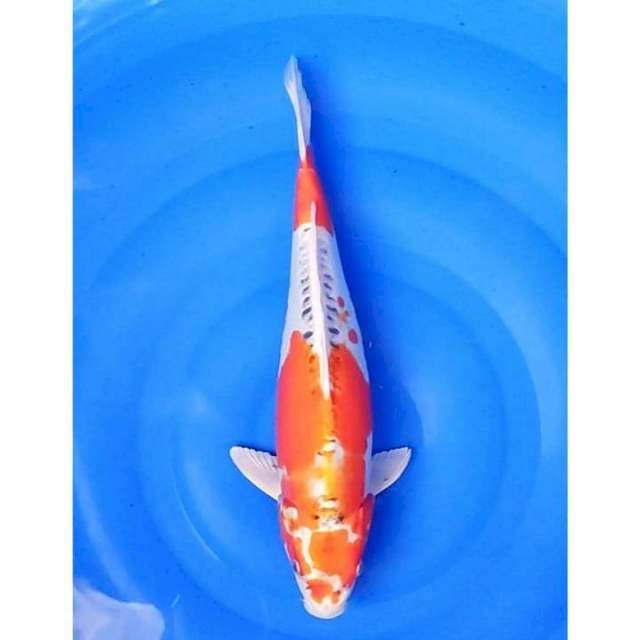 Jumbo Doitsu Kujaku 2Step Original 38cm (F)