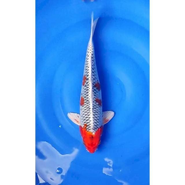 Kujaku Rong Rapi Original Patern 36cm (F)